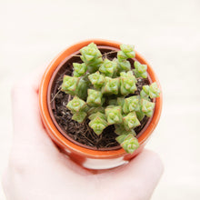 Load image into Gallery viewer, Crassula &#39;Tom Thumb&#39;
