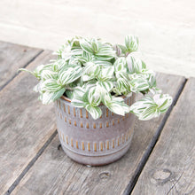 Load image into Gallery viewer, Tradescantia Brightness &#39;Silver Inch Plant&#39;

