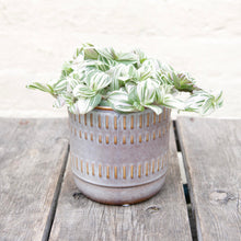 Load image into Gallery viewer, Tradescantia Brightness &#39;Silver Inch Plant&#39;
