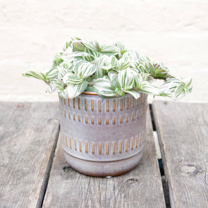 Tradescantia Brightness 'Silver Inch Plant'