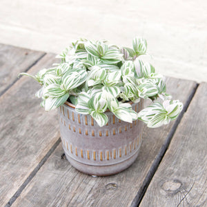 Tradescantia Brightness 'Silver Inch Plant'