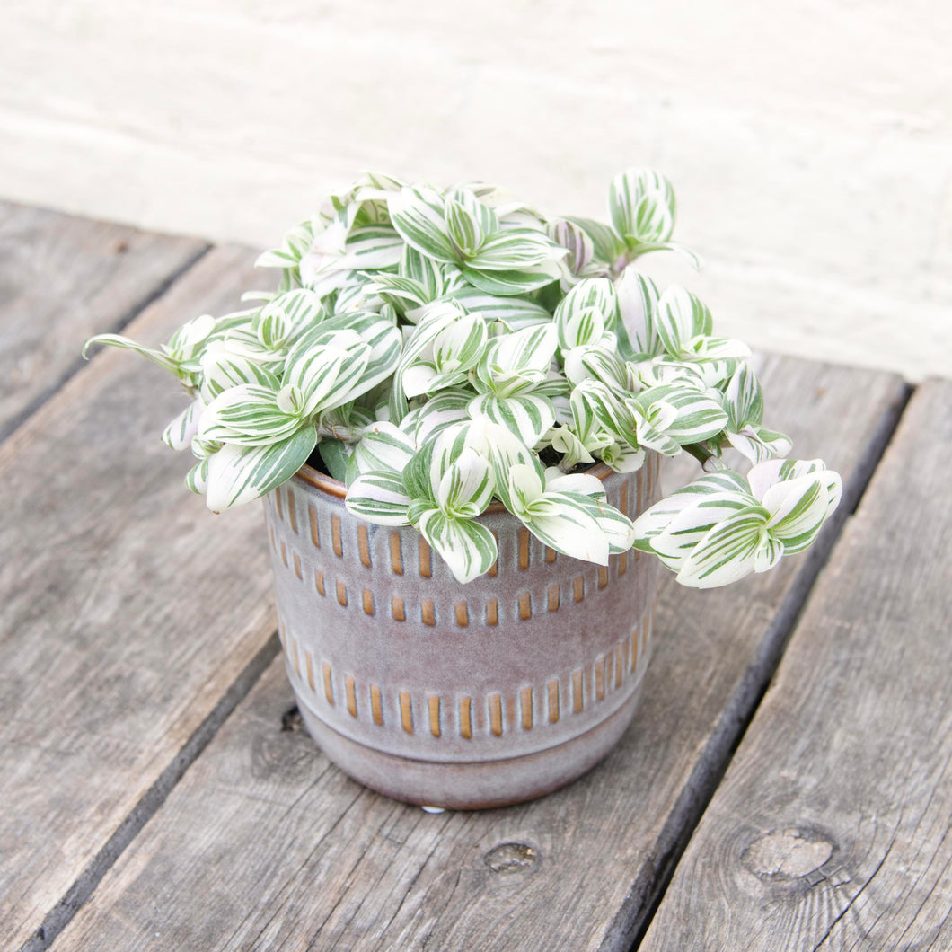 Tradescantia Brightness 'Silver Inch Plant'