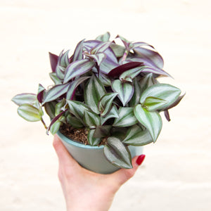 Tradescantia Zebrina 'Silver Inch Plant'