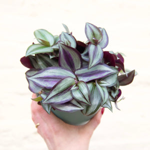 Tradescantia Zebrina 'Silver Inch Plant'