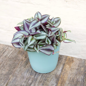 Tradescantia Zebrina 'Silver Inch Plant'