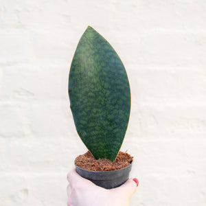 Sansevieria Masoniana 'Victoria' (Whale Fin)
