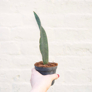 Sansevieria Masoniana 'Victoria' (Whale Fin)