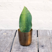 Load image into Gallery viewer, Sansevieria Masoniana &#39;Victoria&#39; (Whale Fin)
