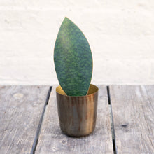 Load image into Gallery viewer, Sansevieria Masoniana &#39;Victoria&#39; (Whale Fin)
