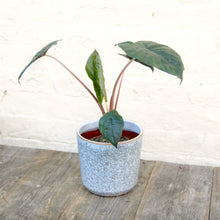 Load image into Gallery viewer, Alocasia Sarawakensis ‘Yucatan Princess’
