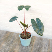 Load image into Gallery viewer, Alocasia Sarawakensis ‘Yucatan Princess’
