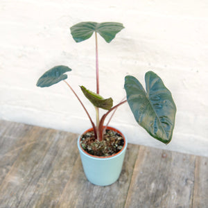 Alocasia Sarawakensis ‘Yucatan Princess’