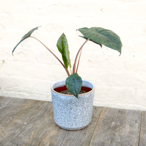 Alocasia Sarawakensis ‘Yucatan Princess’