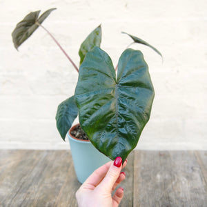 Alocasia Sarawakensis ‘Yucatan Princess’