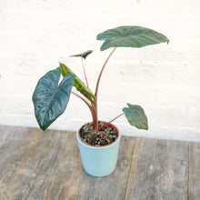 Load image into Gallery viewer, Alocasia Sarawakensis ‘Yucatan Princess’
