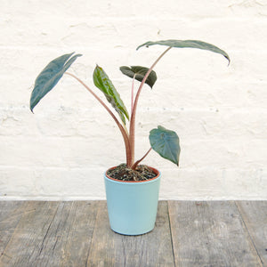 Alocasia Sarawakensis ‘Yucatan Princess’
