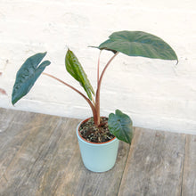 Load image into Gallery viewer, Alocasia Sarawakensis ‘Yucatan Princess’
