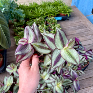 ✨ Plant of the Month ✨ Tradescantia Zebrina 'Silver Inch Plant'
