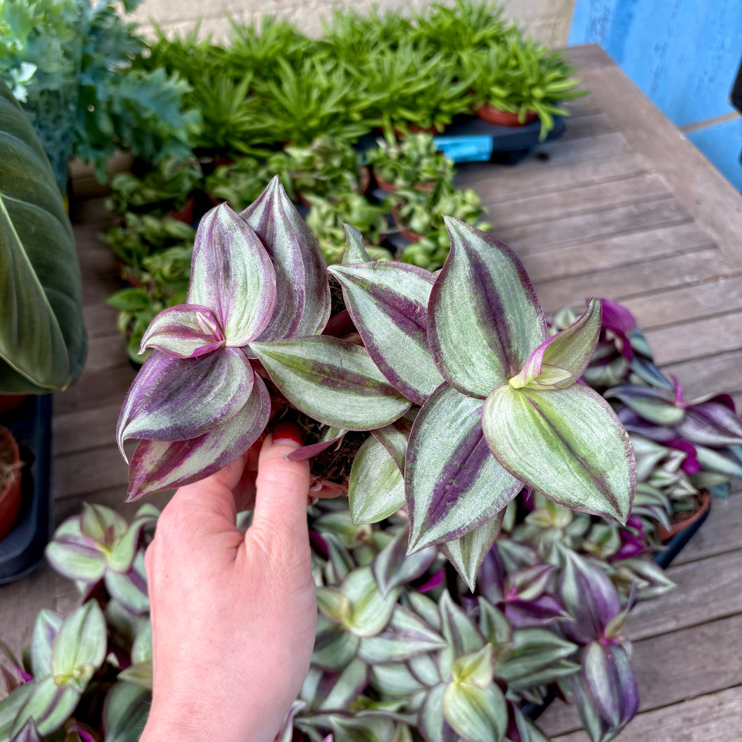 ✨ Plant of the Month ✨ Tradescantia Zebrina 'Silver Inch Plant'