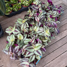 Load image into Gallery viewer, ✨ Plant of the Month ✨ Tradescantia Zebrina &#39;Silver Inch Plant&#39;
