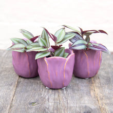 Load image into Gallery viewer, Tulip Plant Pot (3 Colours)
