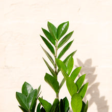 Load image into Gallery viewer, Zamioculcas Zamifolia
