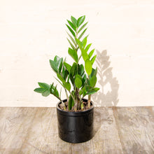 Load image into Gallery viewer, Zamioculcas Zamifolia
