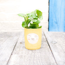 Load image into Gallery viewer, Croucherli: Handmade Ceramic Plant Pots

