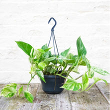 Load and play video in Gallery viewer, Epipremnum Aureum (Marble Queen Pothos) Hanging Pot
