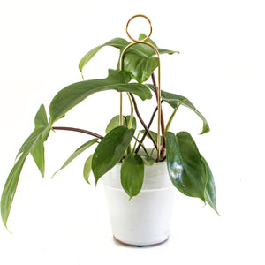 Set of 4 Mini Plant Stakes - Gold