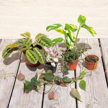 Load image into Gallery viewer, Wonky Houseplant Bargain Bundle - Mystery Selection!
