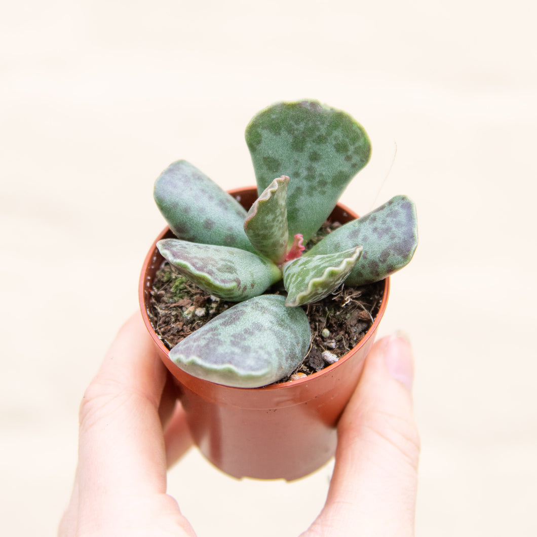 Adromischus Mix 'Plover Eggs Plant'