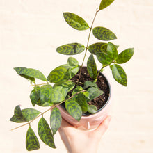 Load image into Gallery viewer, Aeschynanthus Marmoratus &#39;Lipstick Plant&#39;
