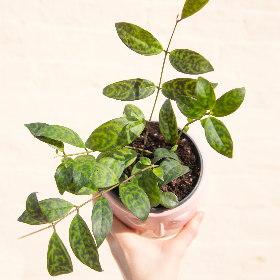 Aeschynanthus Marmoratus 'Lipstick Plant'