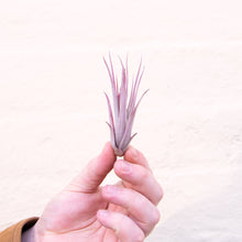 Load image into Gallery viewer, Tillandsia &#39;Air Plant&#39; &amp; Macramé Holder
