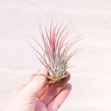 Load image into Gallery viewer, Tillandsia &#39;Air Plant&#39; &amp; Macramé Holder
