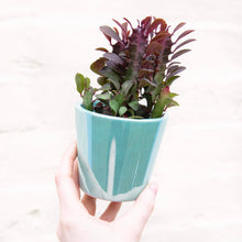 Load image into Gallery viewer, Aqua Daira Plant Pot 8cm
