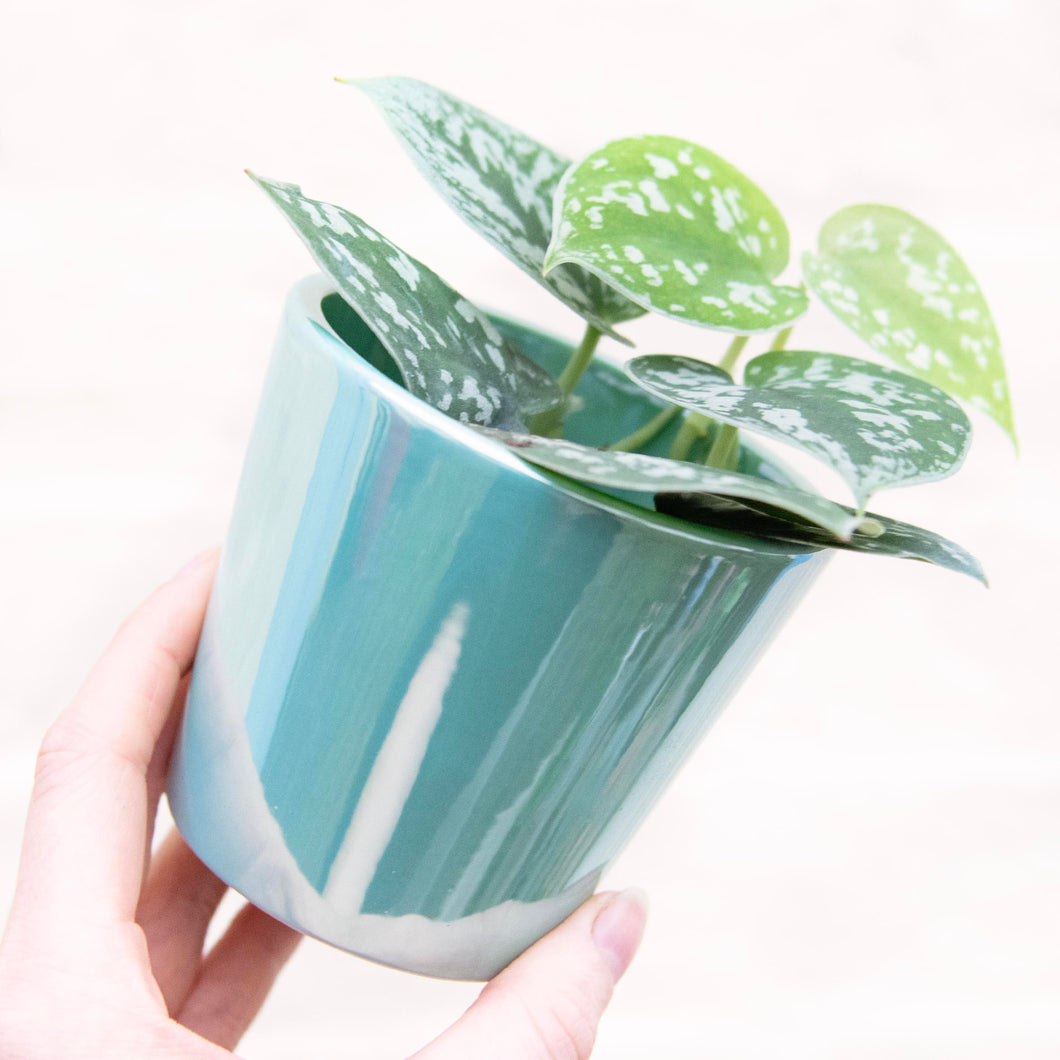 Aqua Daira Plant Pot 8cm