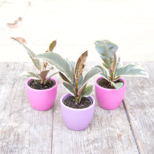 Load image into Gallery viewer, Baby Ficus Elastica Tineke &#39;Rubber Plant&#39;
