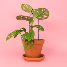 Load image into Gallery viewer, Set of 4 Mini Plant Stakes - Black
