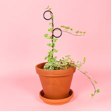 Load image into Gallery viewer, Set of 4 Mini Plant Stakes - Black
