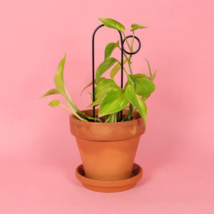 Set of 4 Mini Plant Stakes - Black
