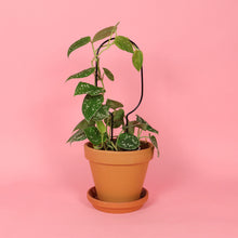 Load image into Gallery viewer, Set of 4 Mini Plant Stakes - Black
