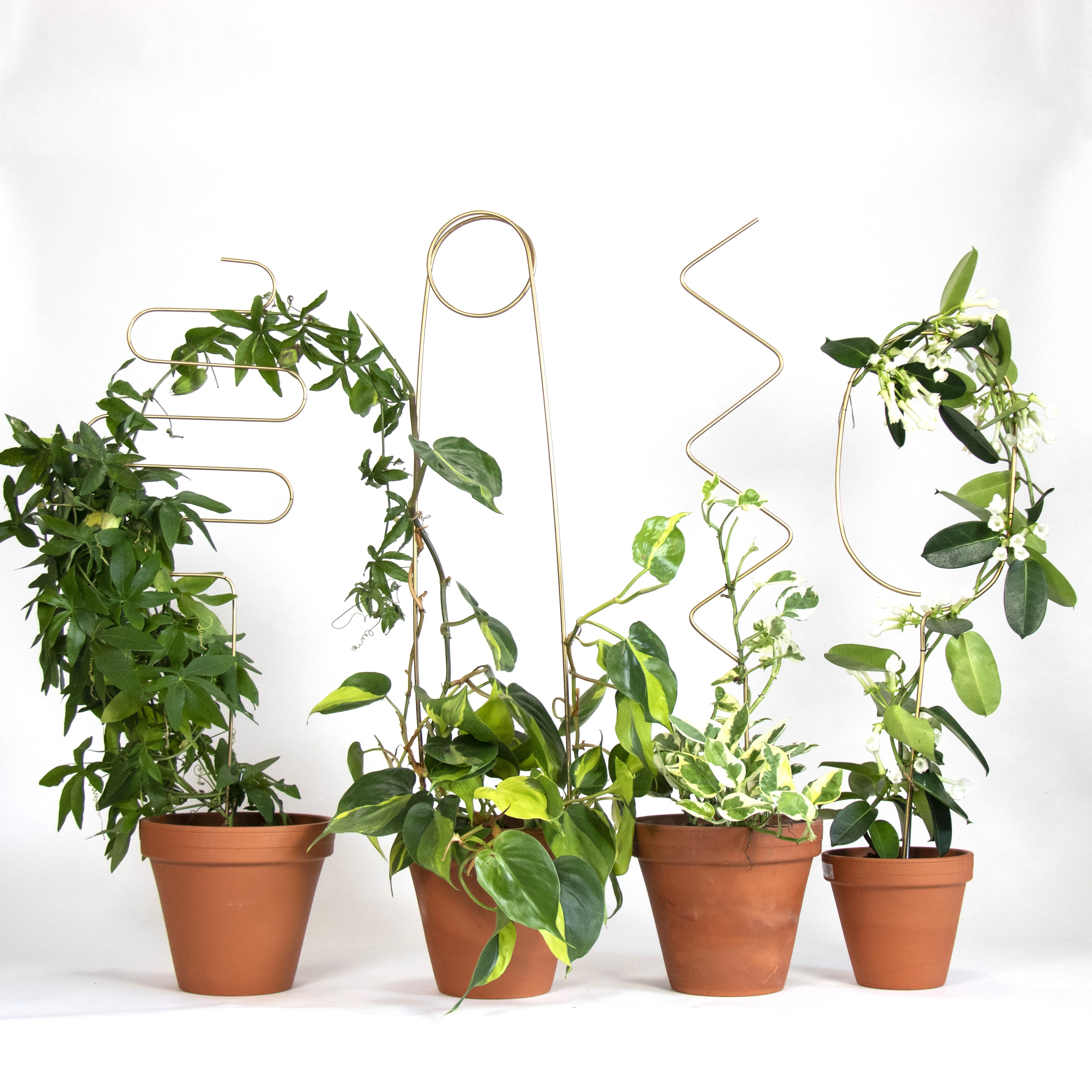 indoor plant supports uk Golden Plant Stake – Moose Plant Shop