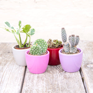 Boule Mini Plant Pot (8 colours)