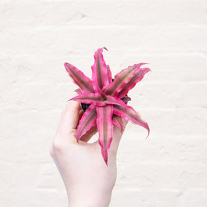 Cryptanthus 'Earth Stars'