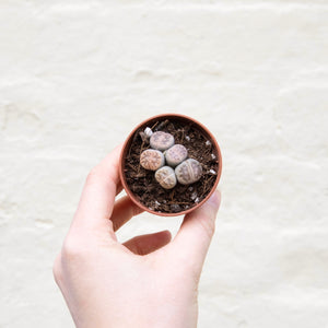 Baby Lithops 'Living Stones'