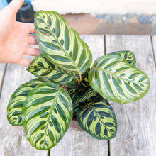 Load image into Gallery viewer, Calathea Makoyana 'Peacock Plant'
