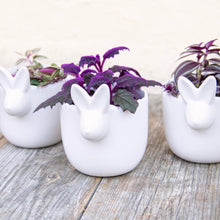 Load image into Gallery viewer, Ceramic White Rabbit Pot
