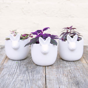 Ceramic White Rabbit Pot